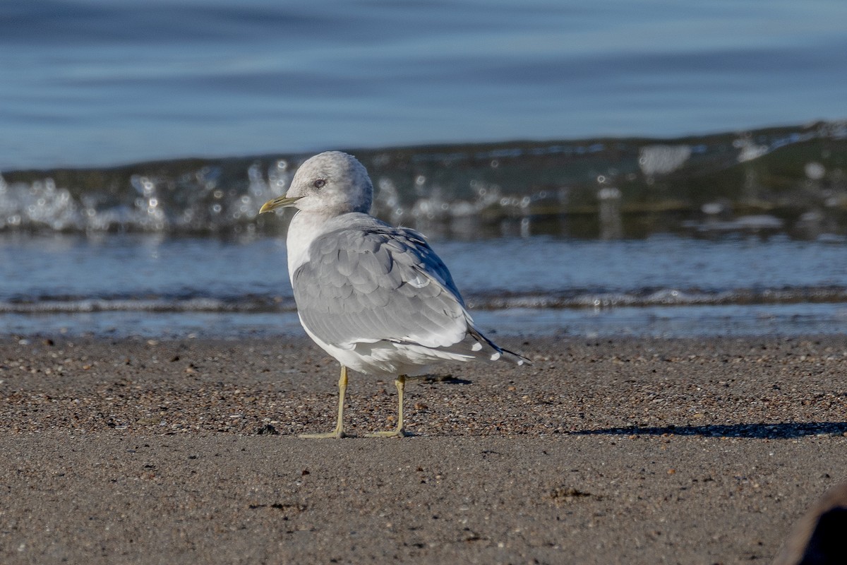 Short-billed Gull - ML646813299