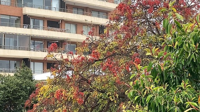 Gray-hooded Sierra Finch - ML646813303