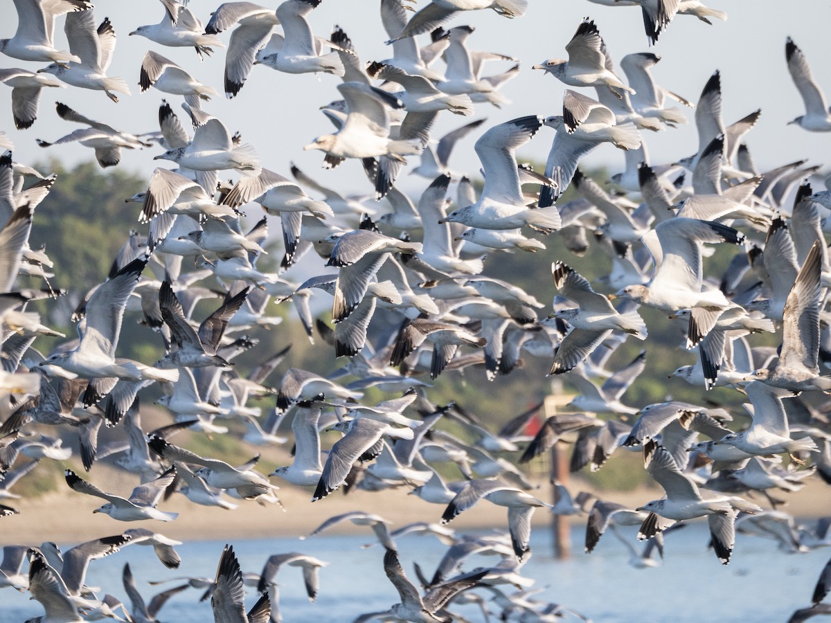 Gaviota Californiana - ML646813305