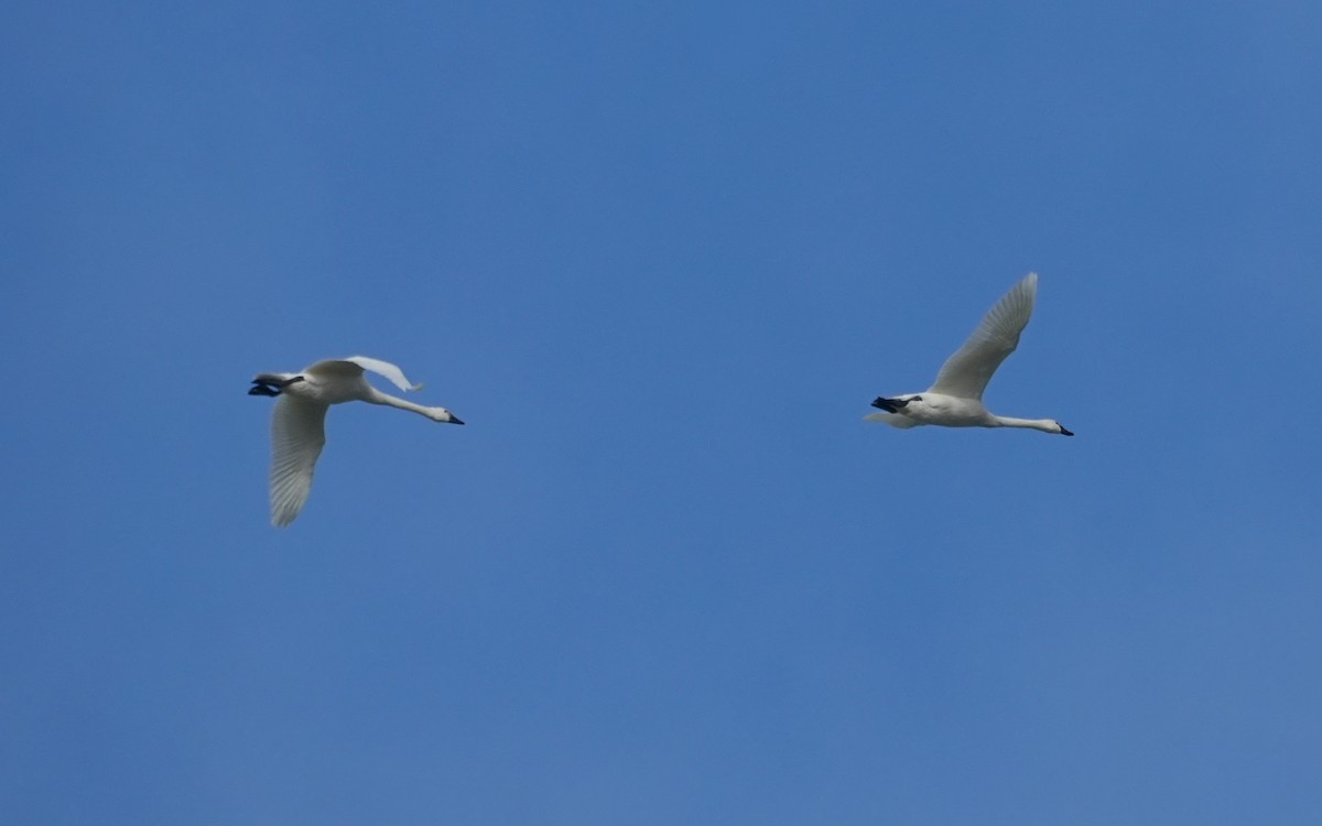 Tundra Swan - ML646813306