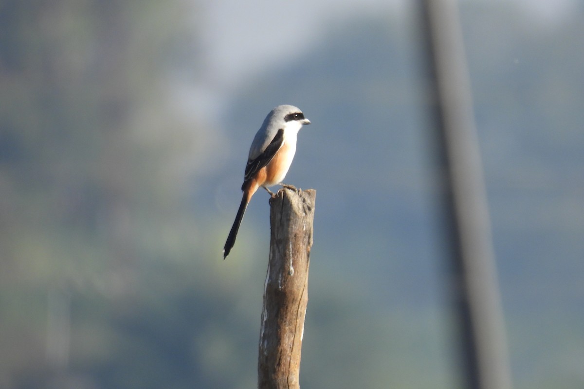 Schachwürger - ML646813307