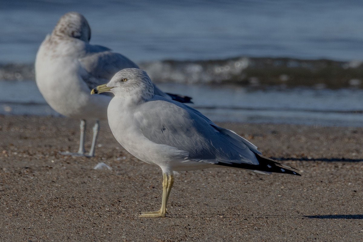Ring-billed Gull - ML646813308