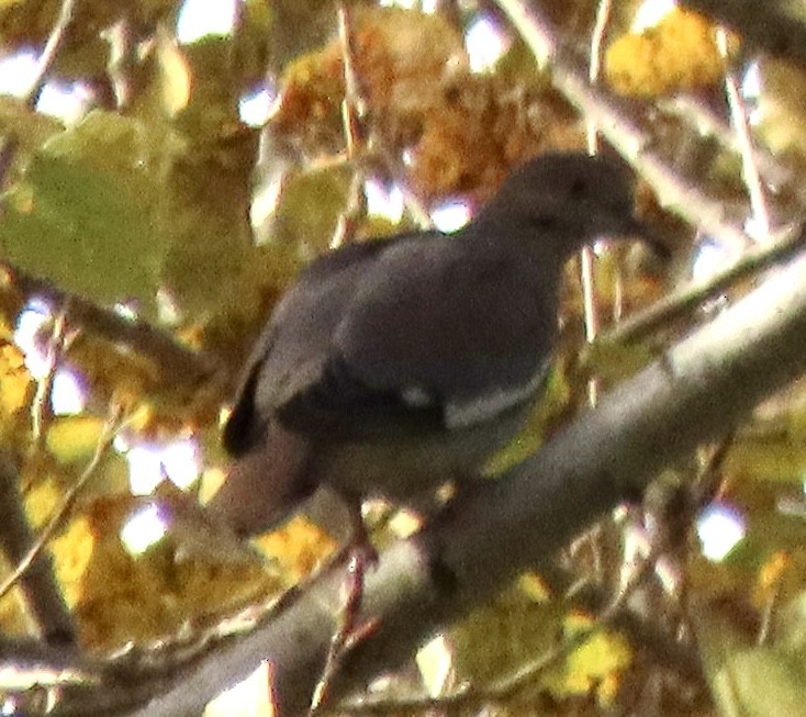 White-winged Dove - ML646813310