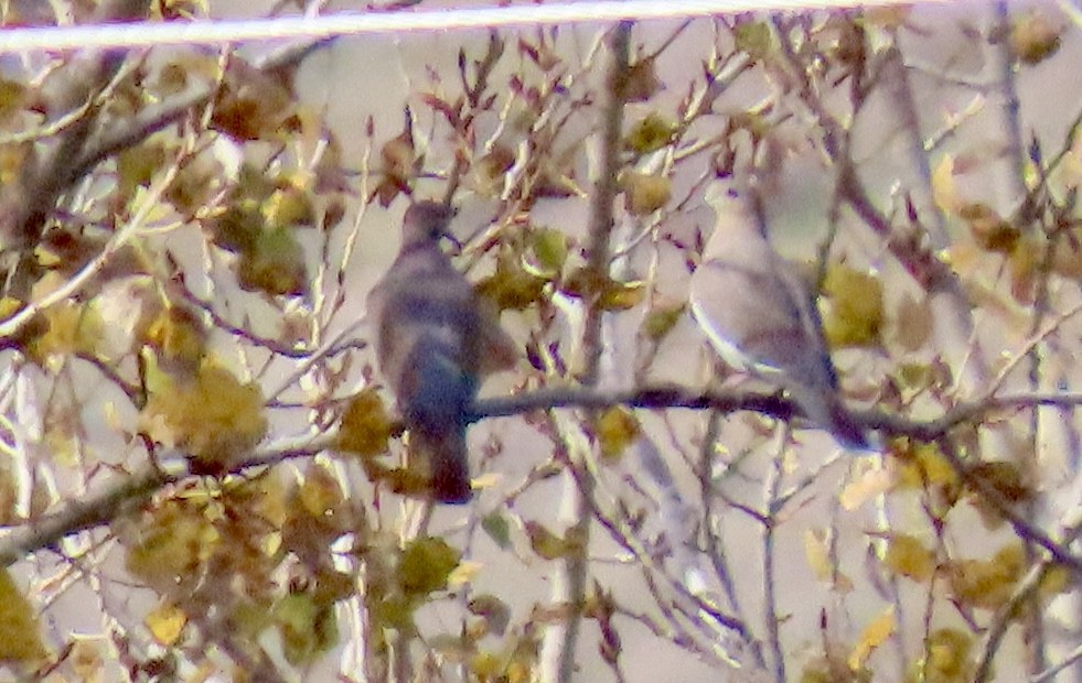 White-winged Dove - ML646813311