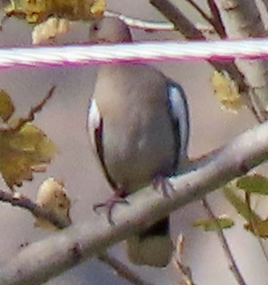 White-winged Dove - ML646813312