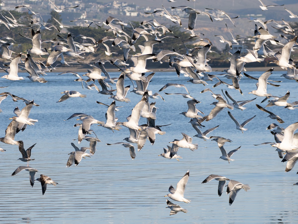 Gaviota Californiana - ML646813313