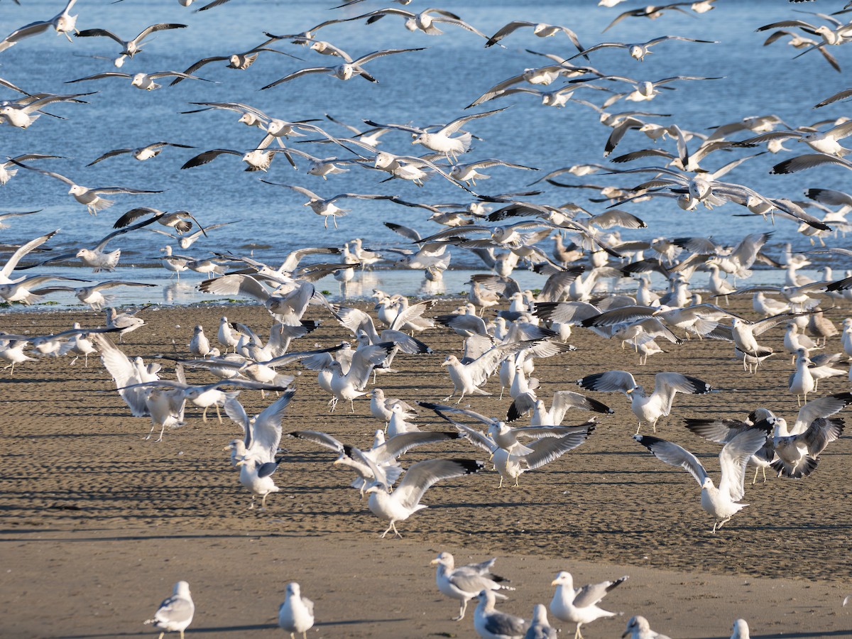Gaviota Californiana - ML646813314