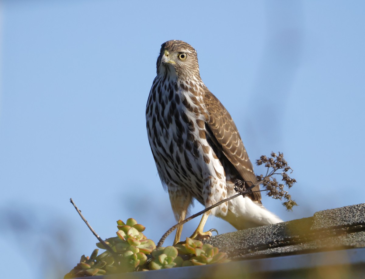 アシボソハイタカ - ML646813315