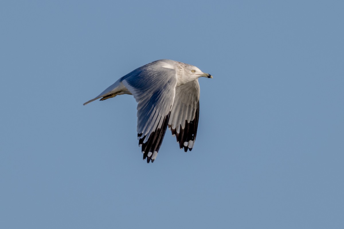 Ring-billed Gull - ML646813316