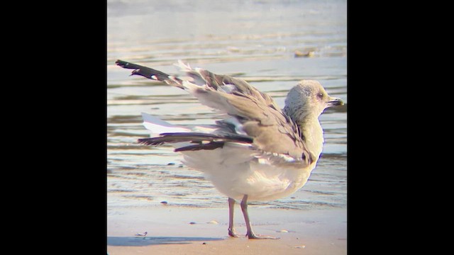 Lesser Black-backed Gull - ML646813317