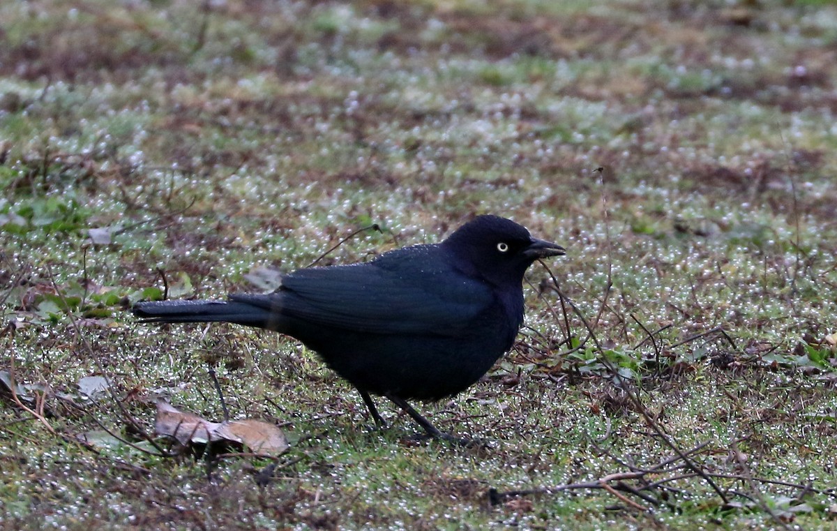 Brewer's Blackbird - ML646813318