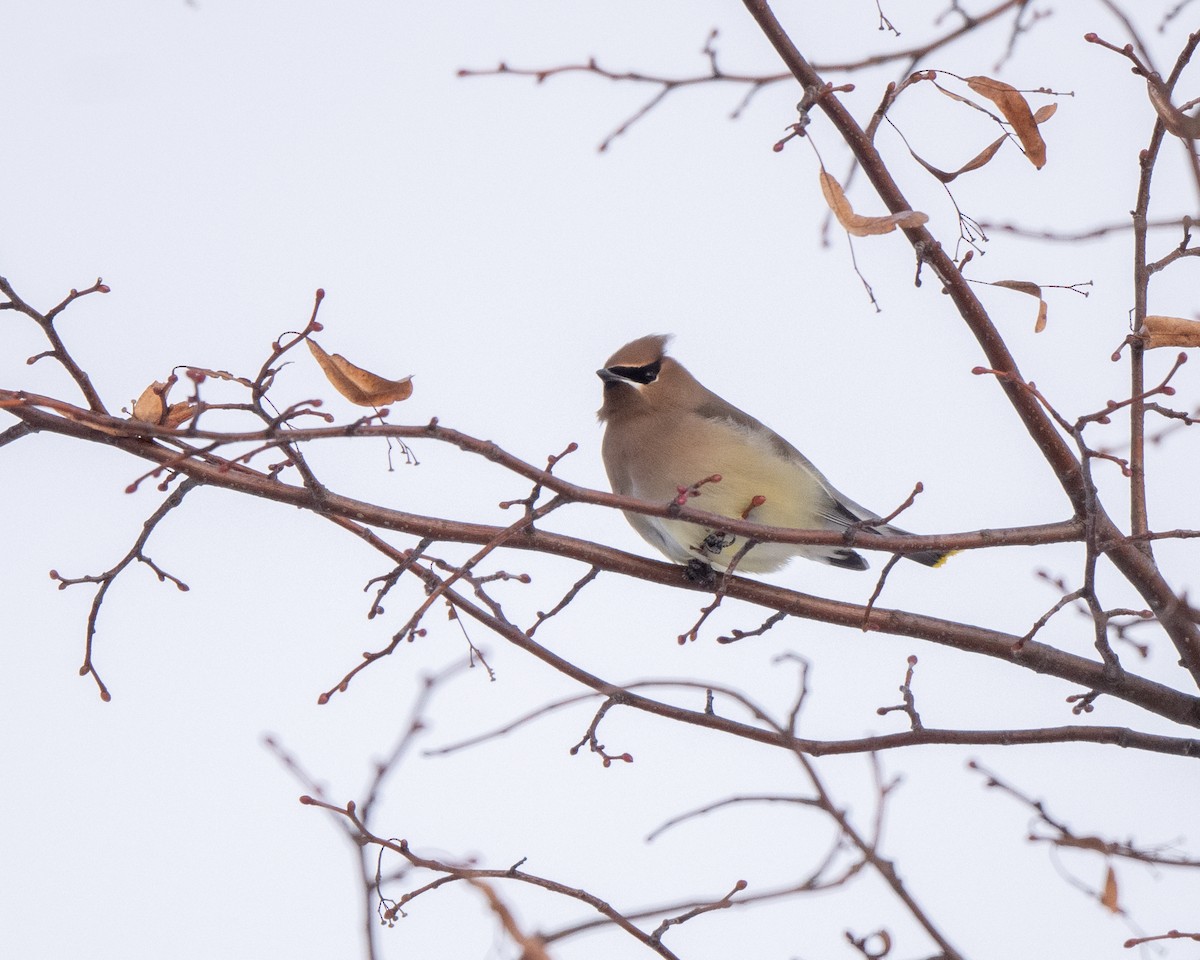 ציצנית אמריקנית - ML646813319