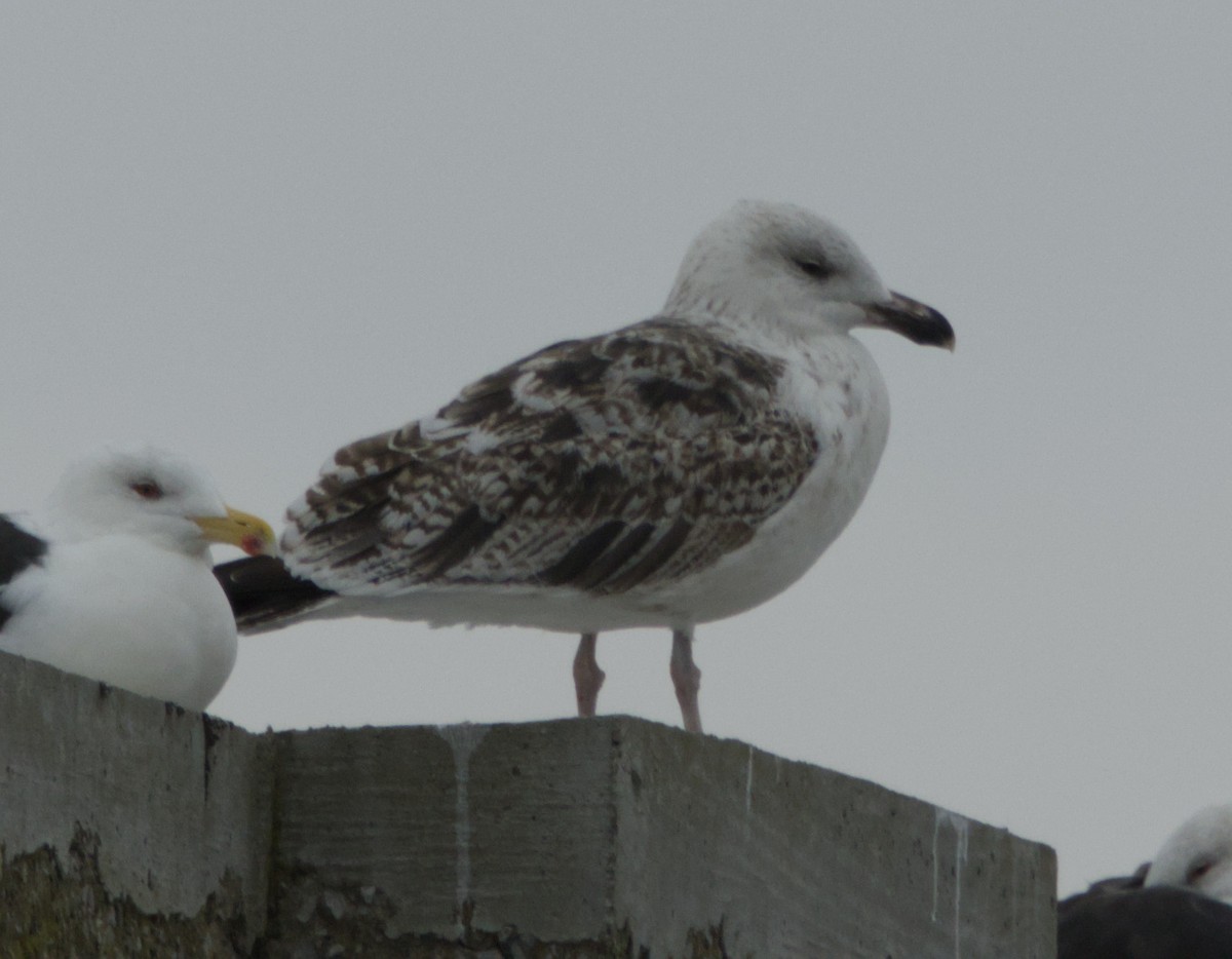 Great Black-backed Gull - ML646813325