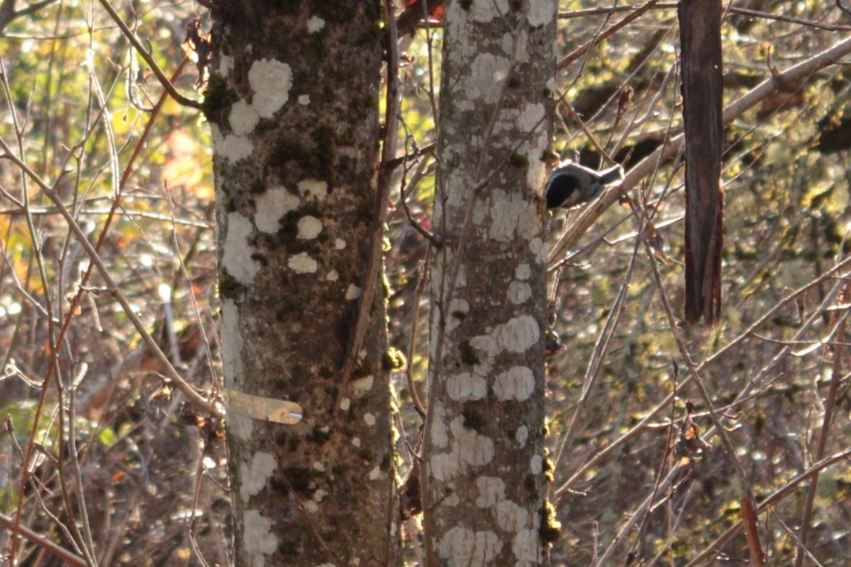 Black-capped Chickadee - ML646813326