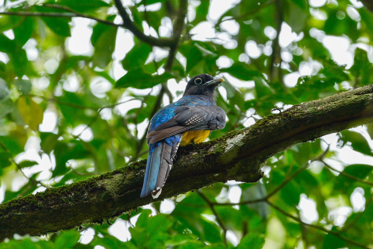 Зеленохвостый трогон - ML646813327