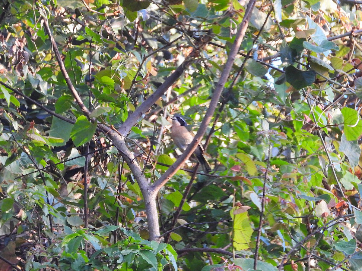 Оливковый гладиатор - ML646813328