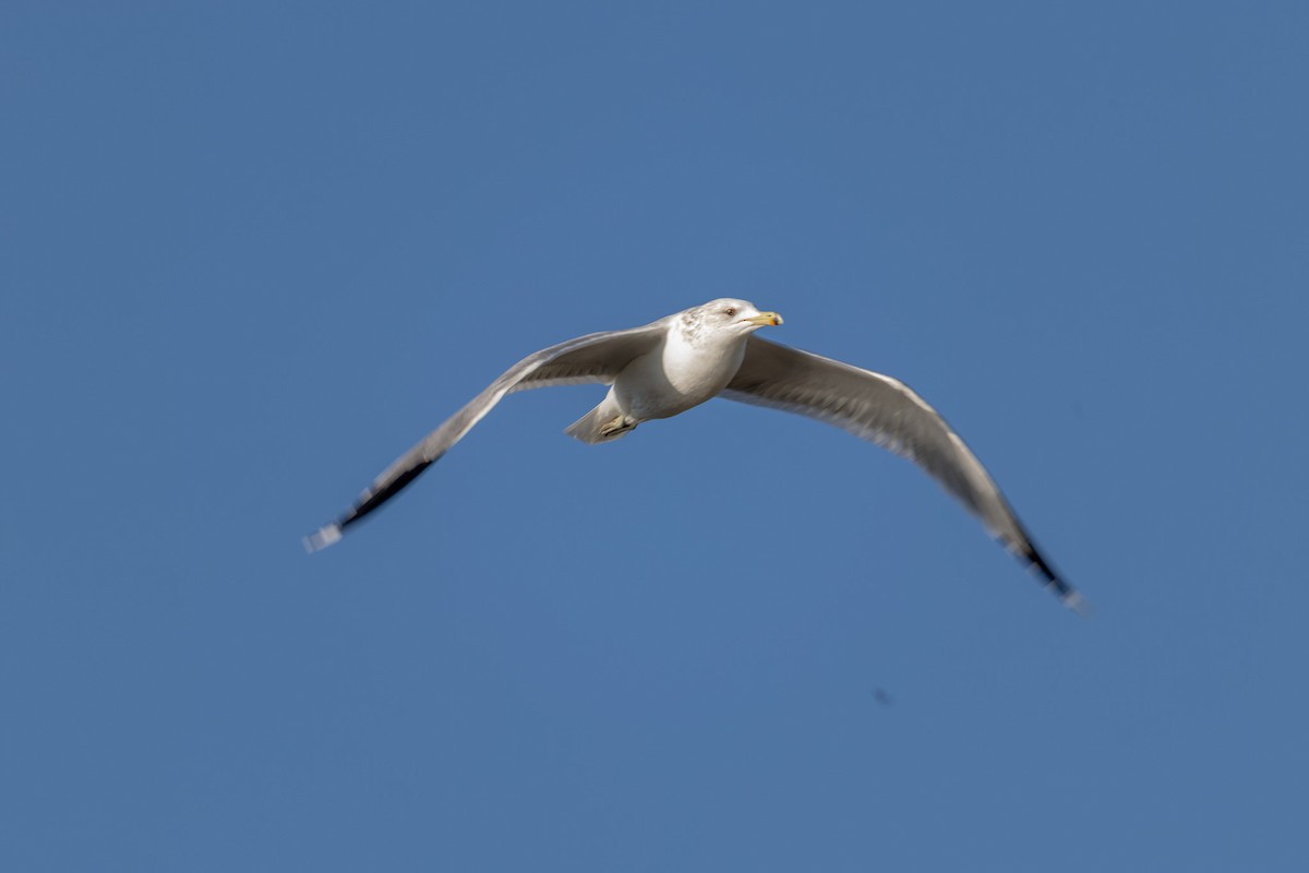 California Gull - ML646813329