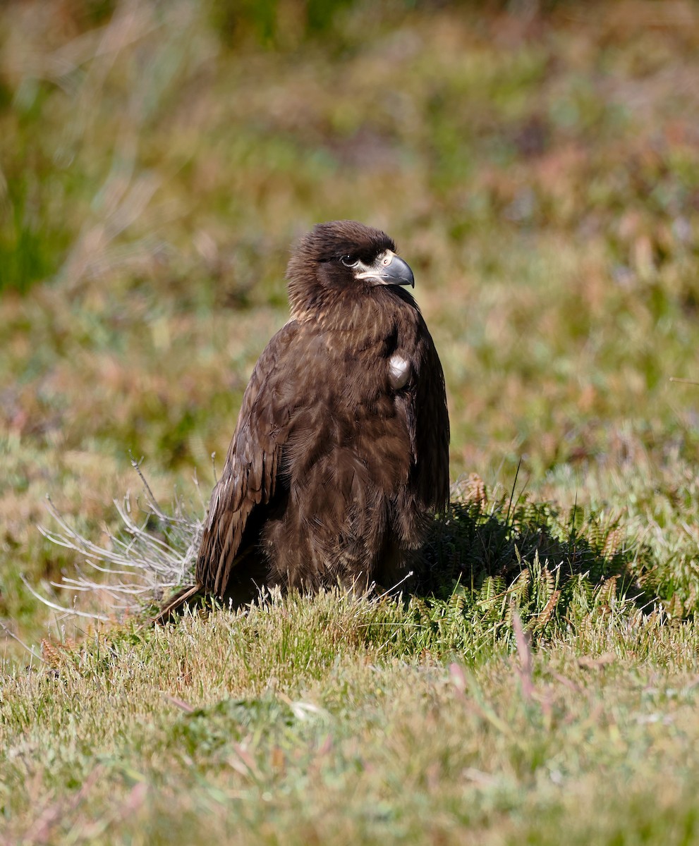Striated Caracara - ML646813330