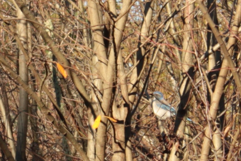 California Scrub-Jay - ML646813332