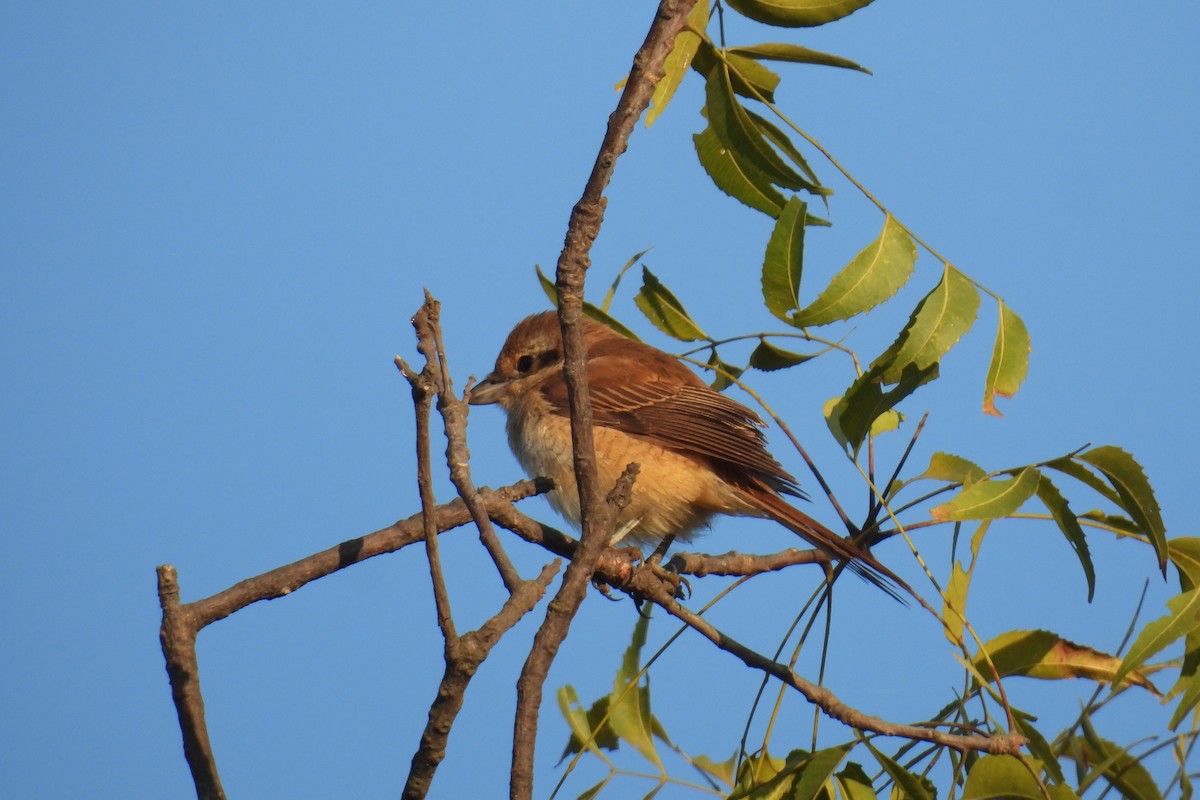 Braunwürger - ML646813336