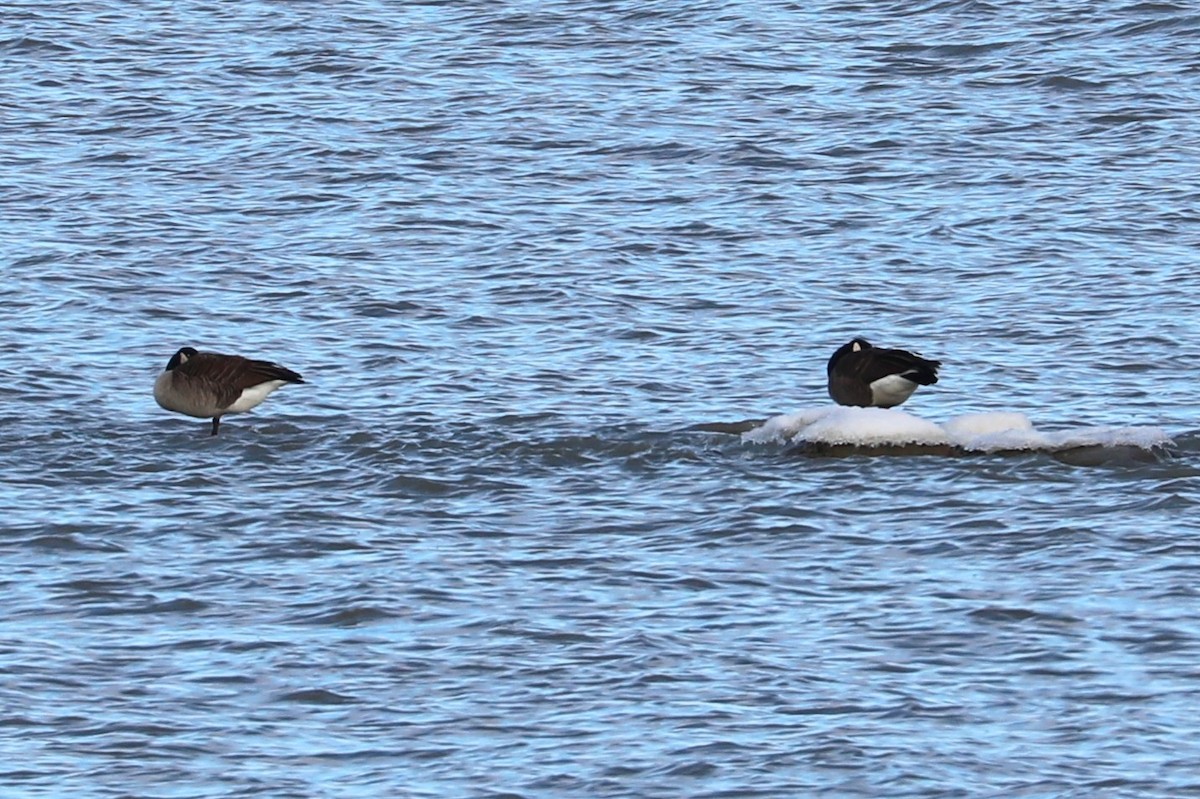 Canada Goose - ML646813337