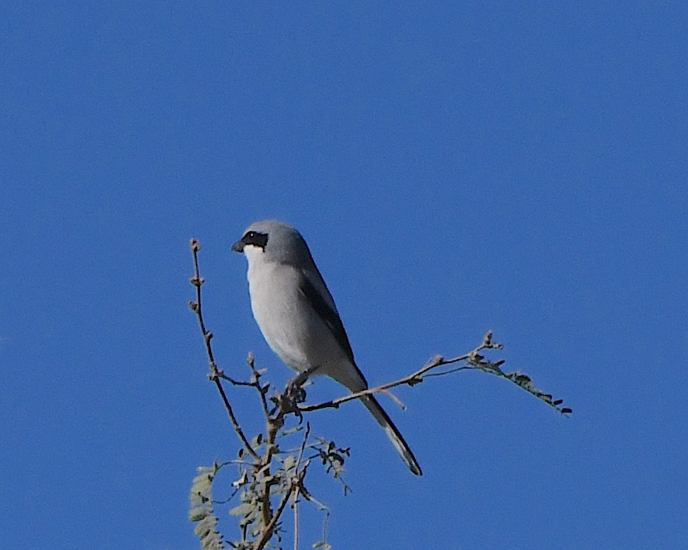 Loggerhead Shrike - ML646813339
