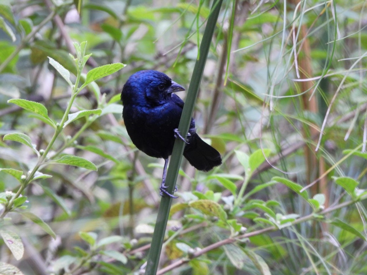 Blue-black Grassquit - ML646813342