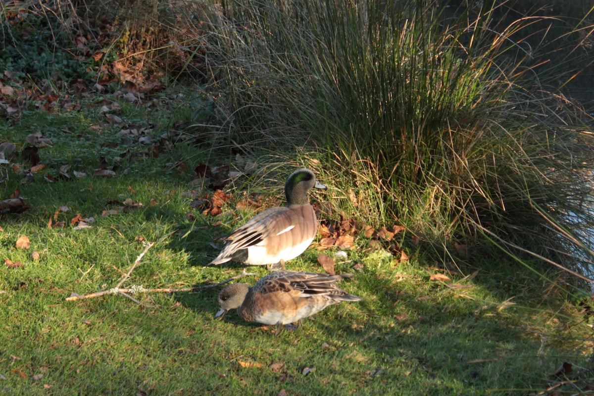 葡萄胸鴨 - ML646813343