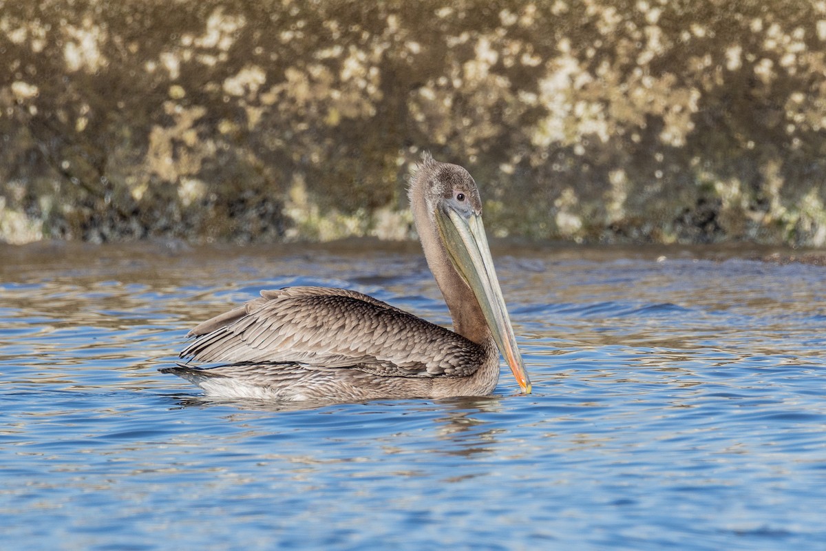 Brown Pelican - ML646813344