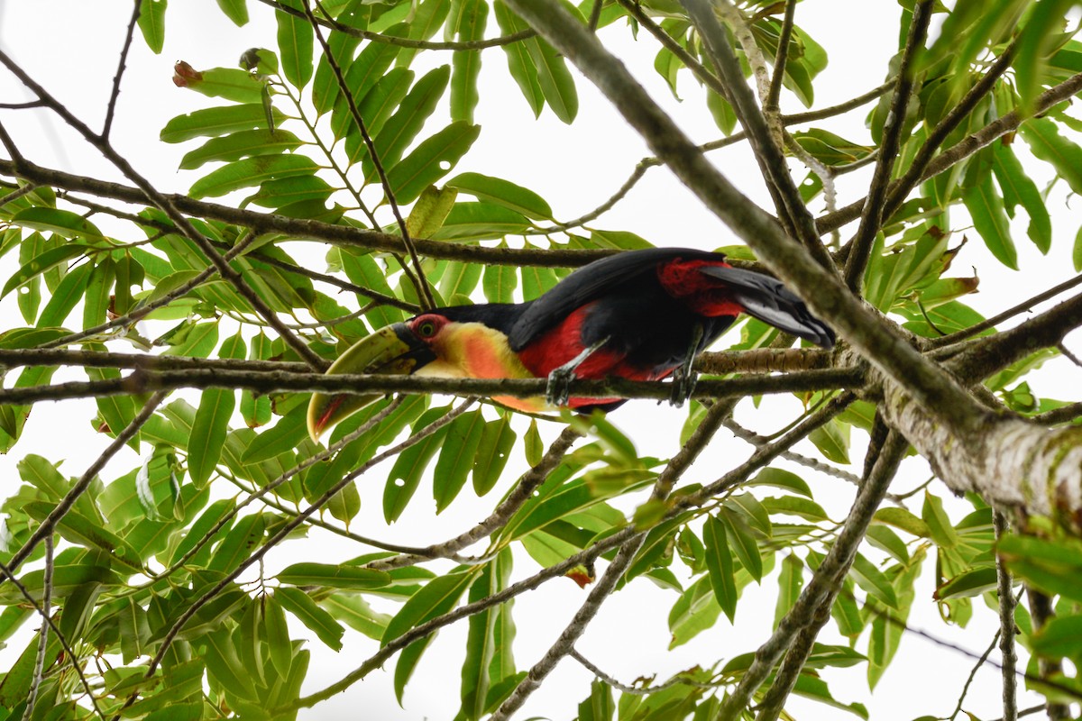 Red-breasted Toucan - ML646813345