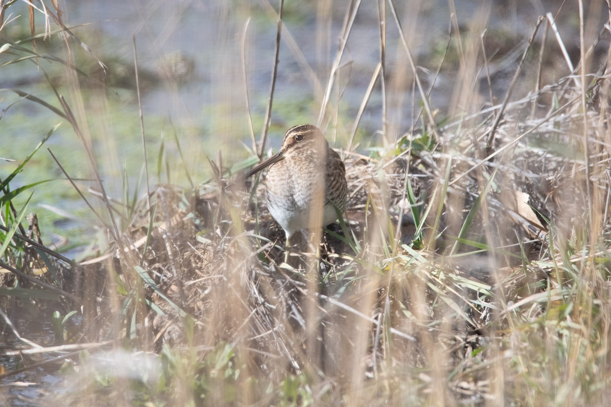 Wilsonbekassine - ML646813346