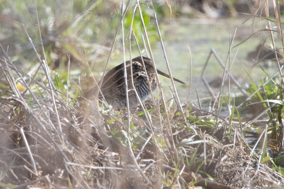 Wilsonbekassine - ML646813347