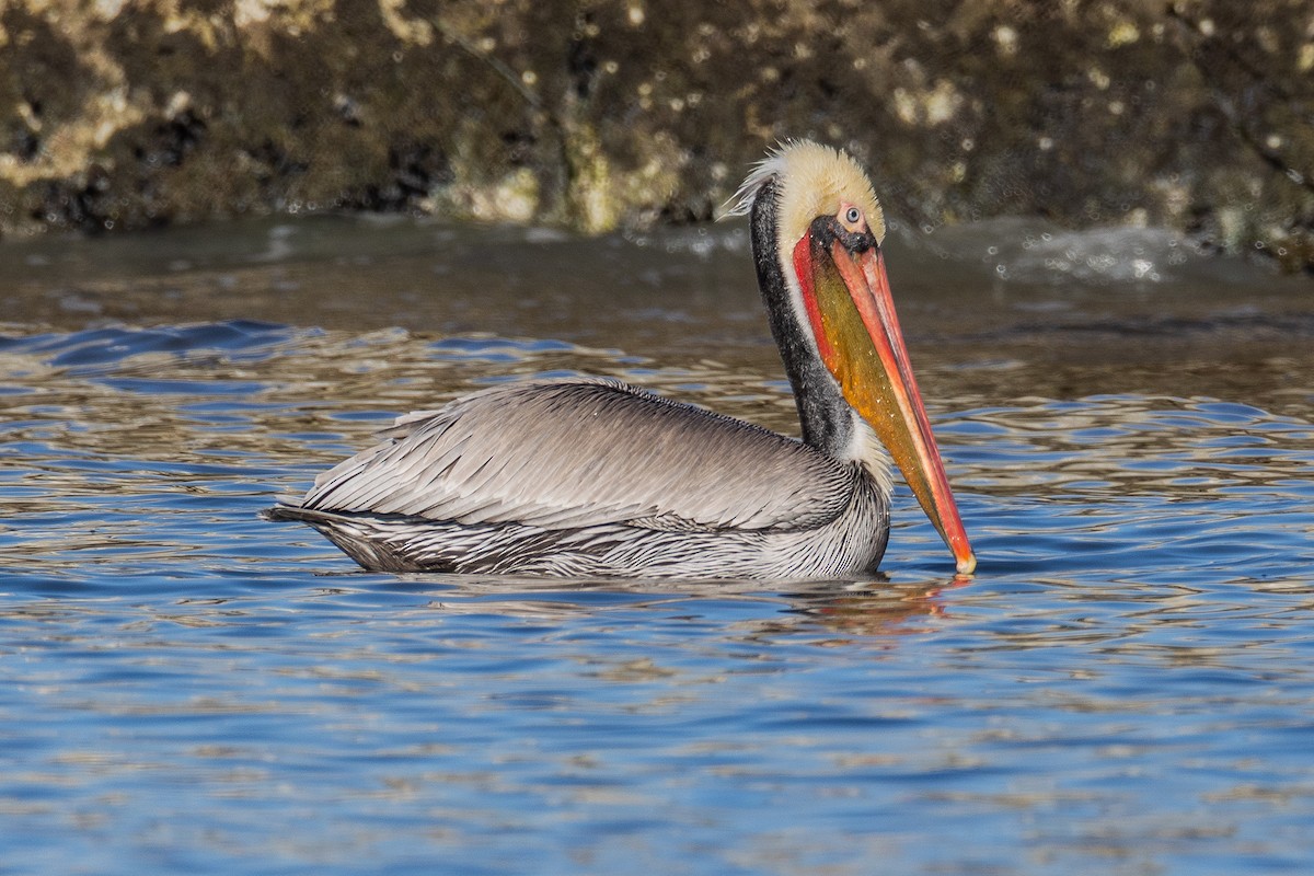 Brown Pelican - ML646813349