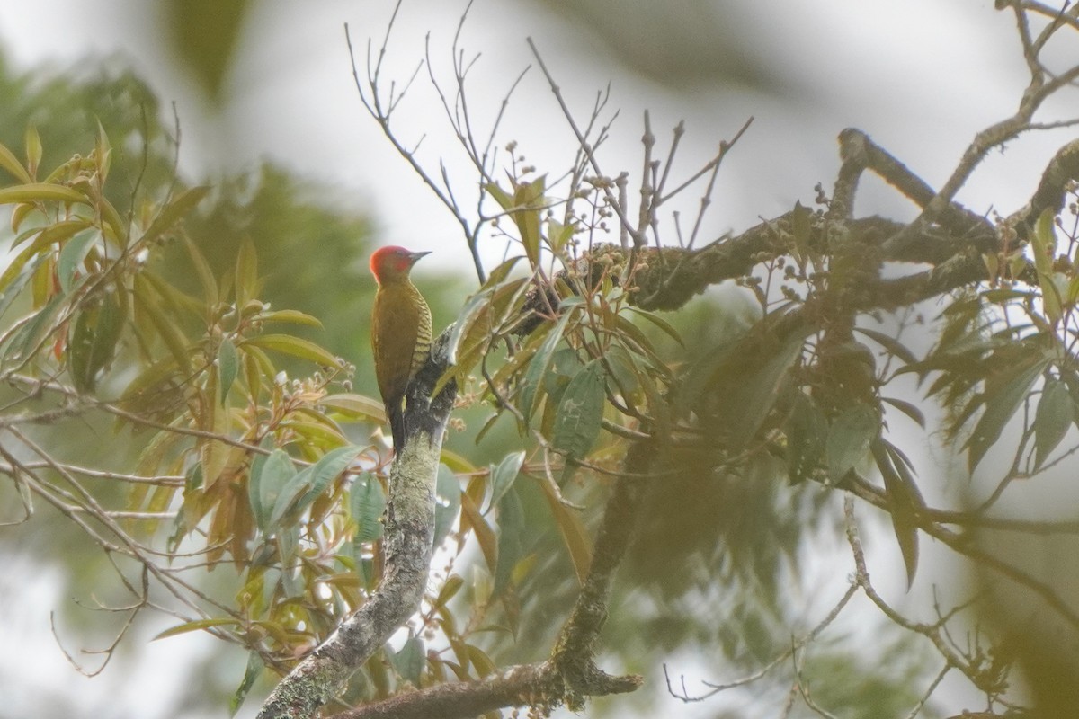Rufous-winged Woodpecker - ML646813351