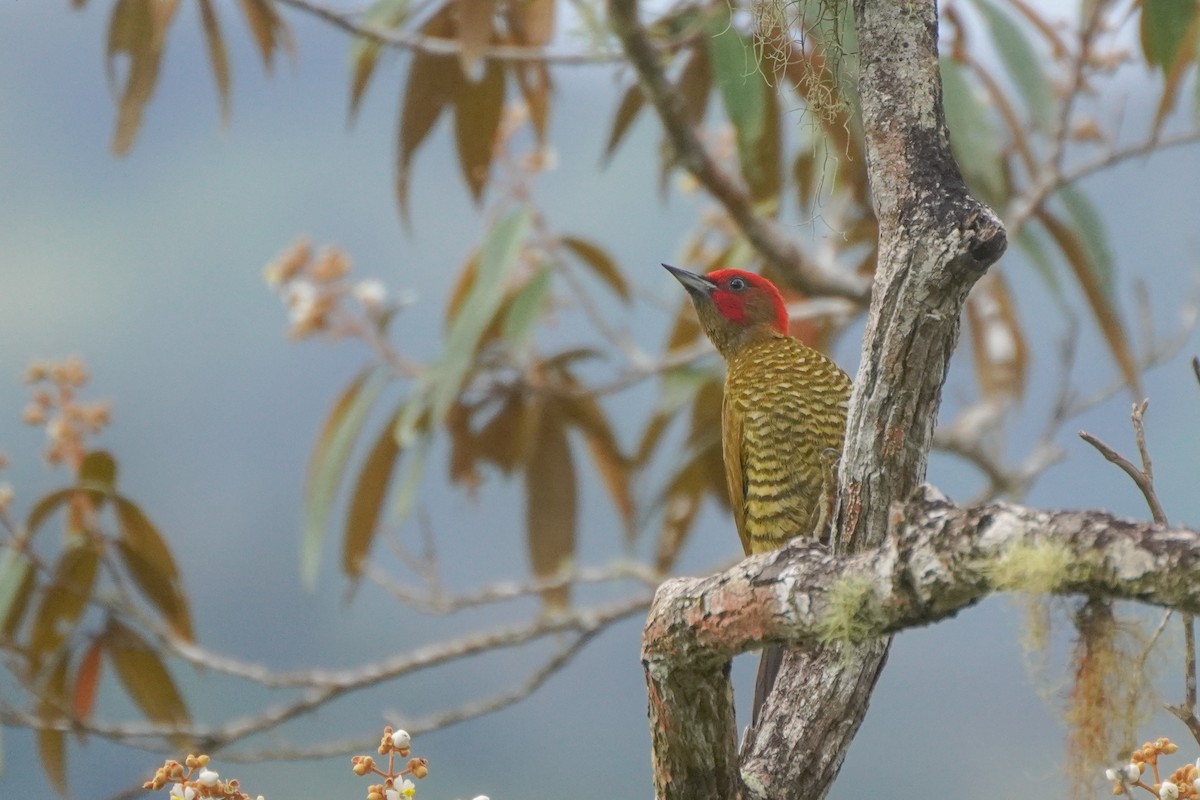 Rufous-winged Woodpecker - ML646813352