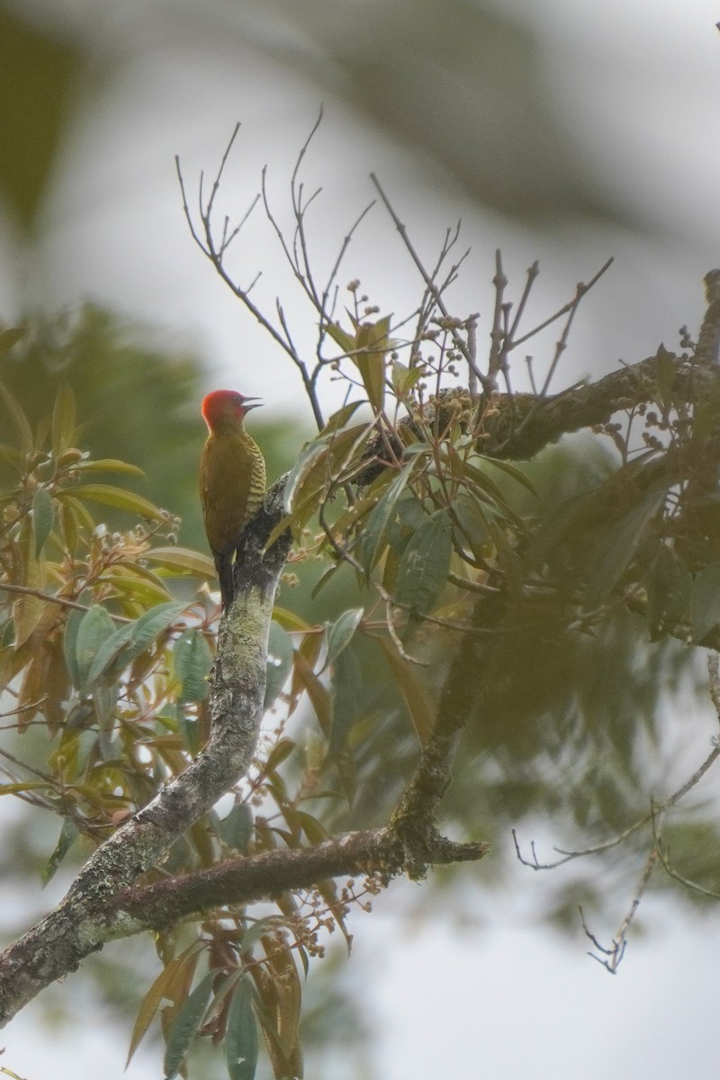 Rufous-winged Woodpecker - ML646813353