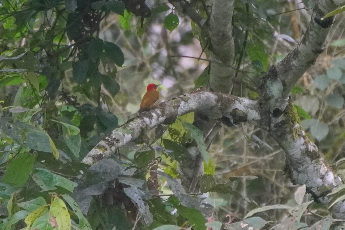 Rufous-winged Woodpecker - ML646813354
