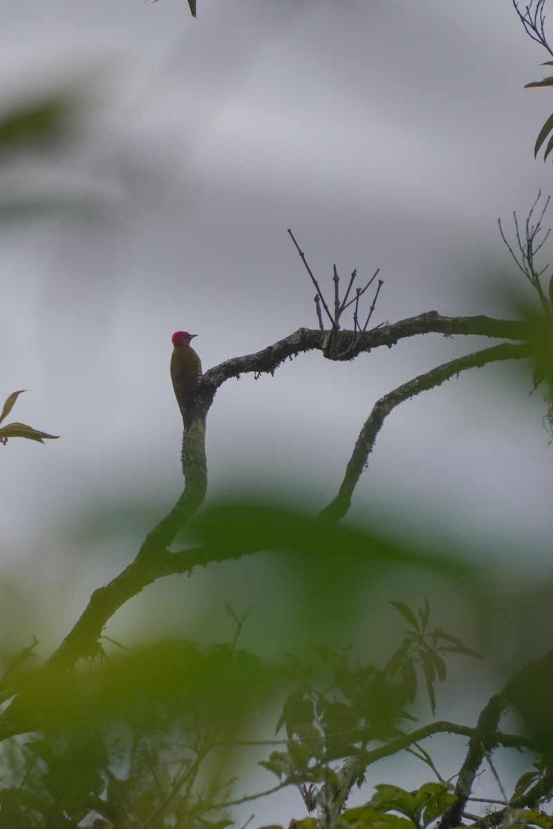 Rufous-winged Woodpecker - ML646813355