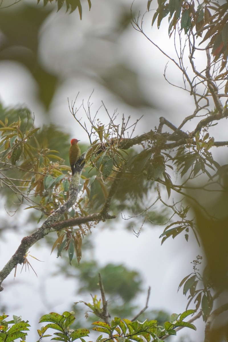 Rufous-winged Woodpecker - ML646813356