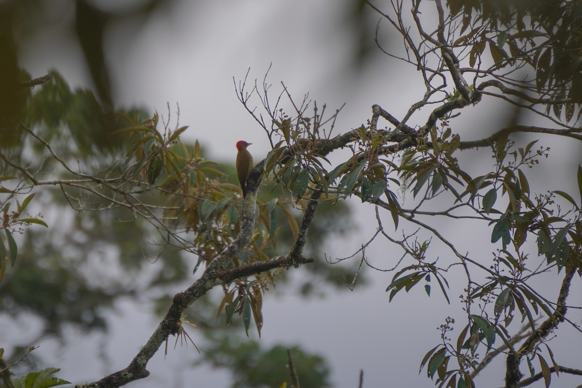 Rufous-winged Woodpecker - ML646813357