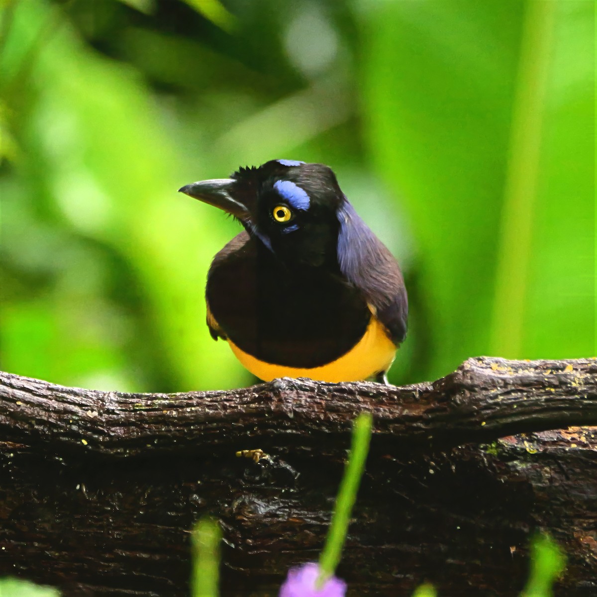 Black-chested Jay - ML646813358