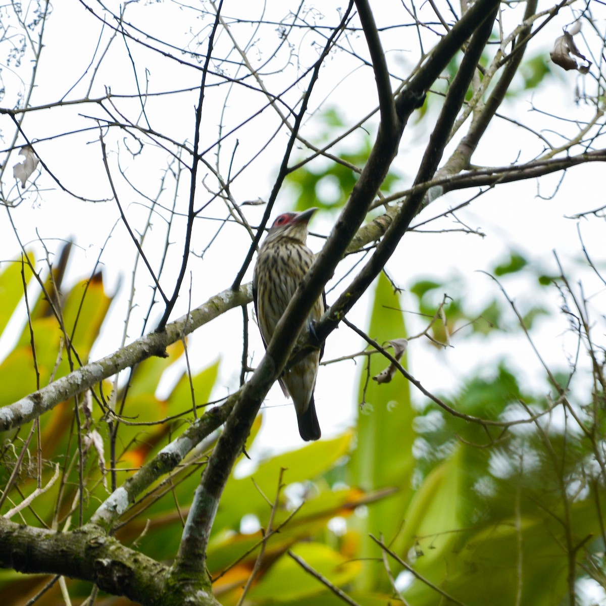 Black-tailed Tityra - ML646813363