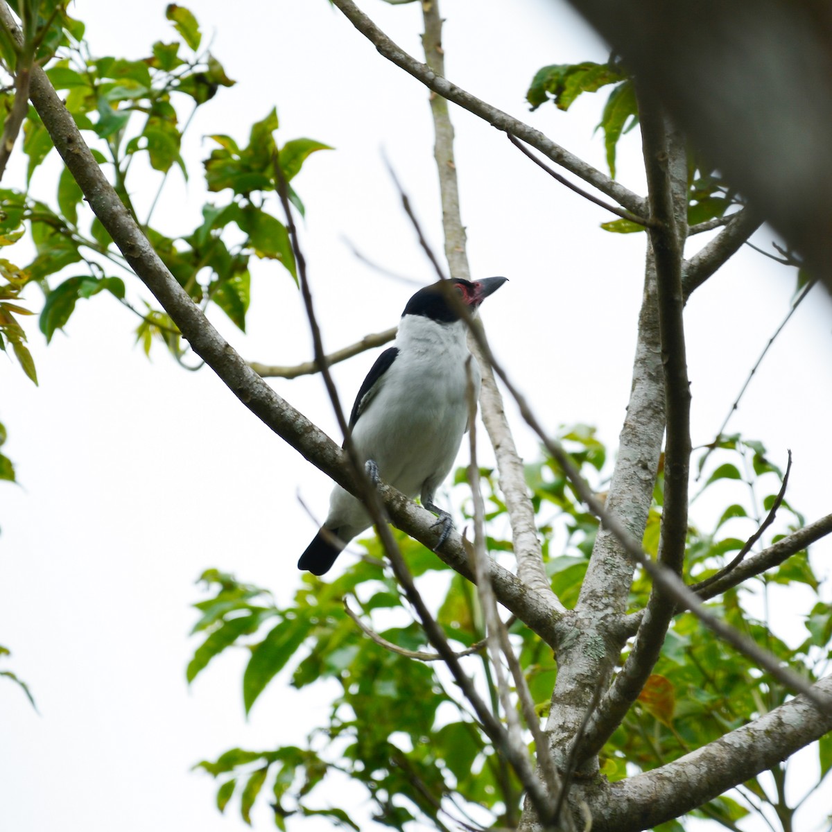 Black-tailed Tityra - ML646813364