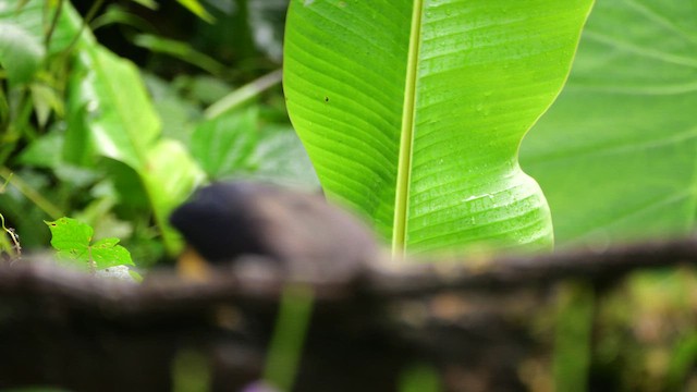 Black-chested Jay - ML646813366