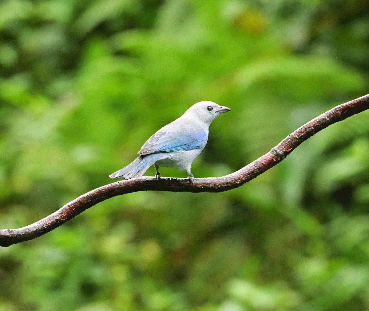Blue-gray Tanager - ML646813369