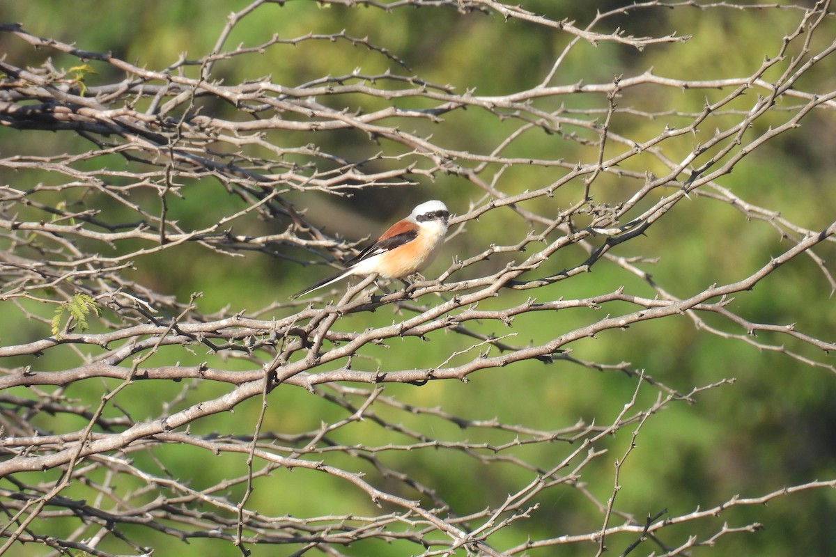 Rotschulterwürger - ML646813370