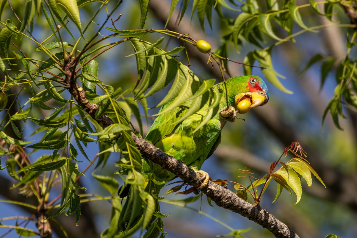 White-fronted Amazon - ML646813371