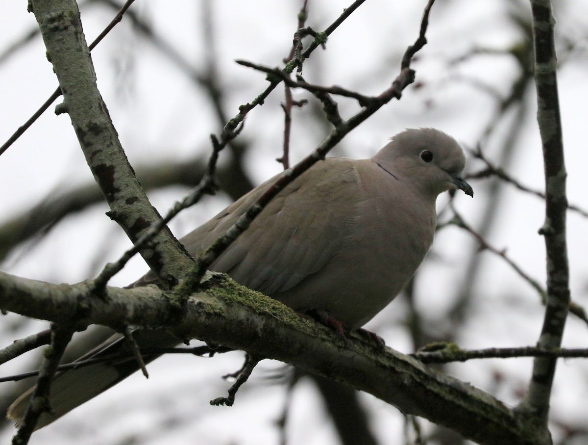 Буулгат хүүрзгэнэ - ML646813372