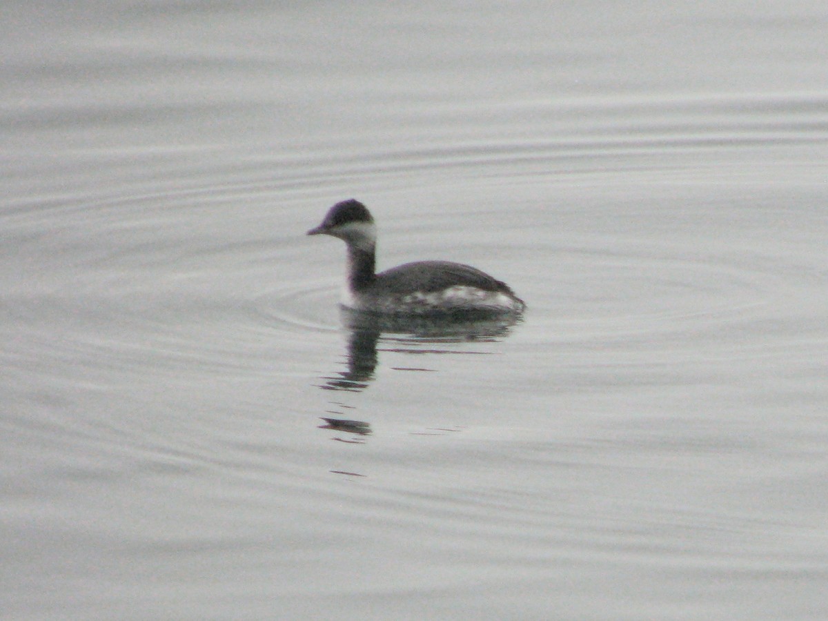 Zampullín Cuellirrojo - ML646813373