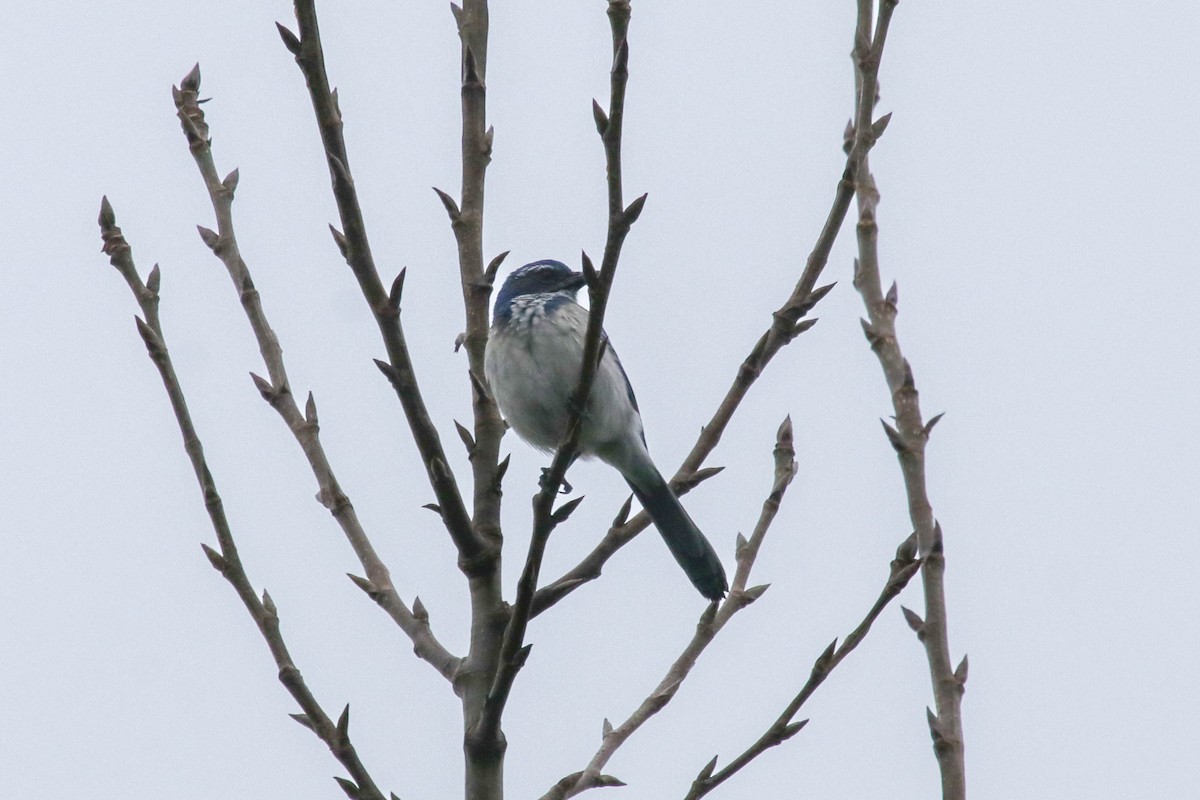 California Scrub-Jay - ML646813375